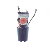 Ficus artificiel vert et brun 12 cm