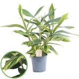 Alpinia Ø21 cm Hauteur 80 cm