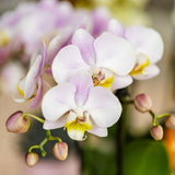 Coffret plantes Saint-Valentin avec orchidée rose et succulente