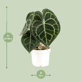 Anthurium Clarinvium - Ø12cm - ↕30cm