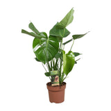 Delicious Monstera - Ø17cm - ↕60cm