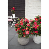 Camellia jap. 'Dr. King '- Ø29cm - ↕90cm
