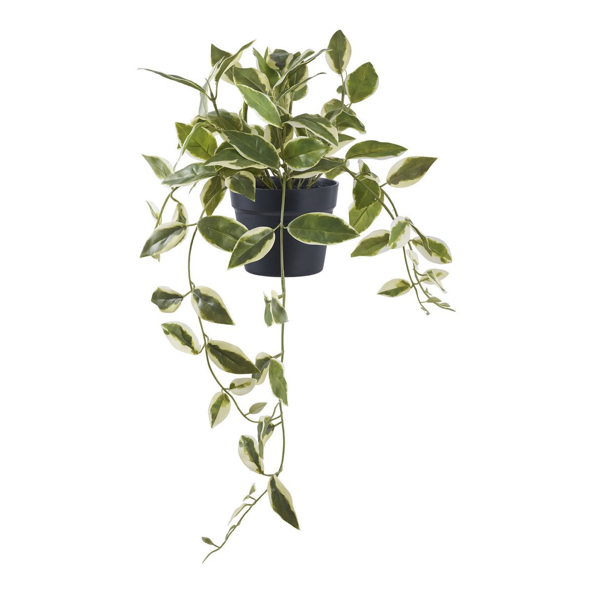 Hoya Carnosa - Vue d'ensemble de la plante artificielle