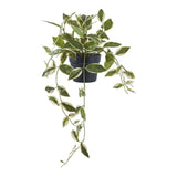 Hoya Carnosa - Vue d'ensemble de la plante artificielle