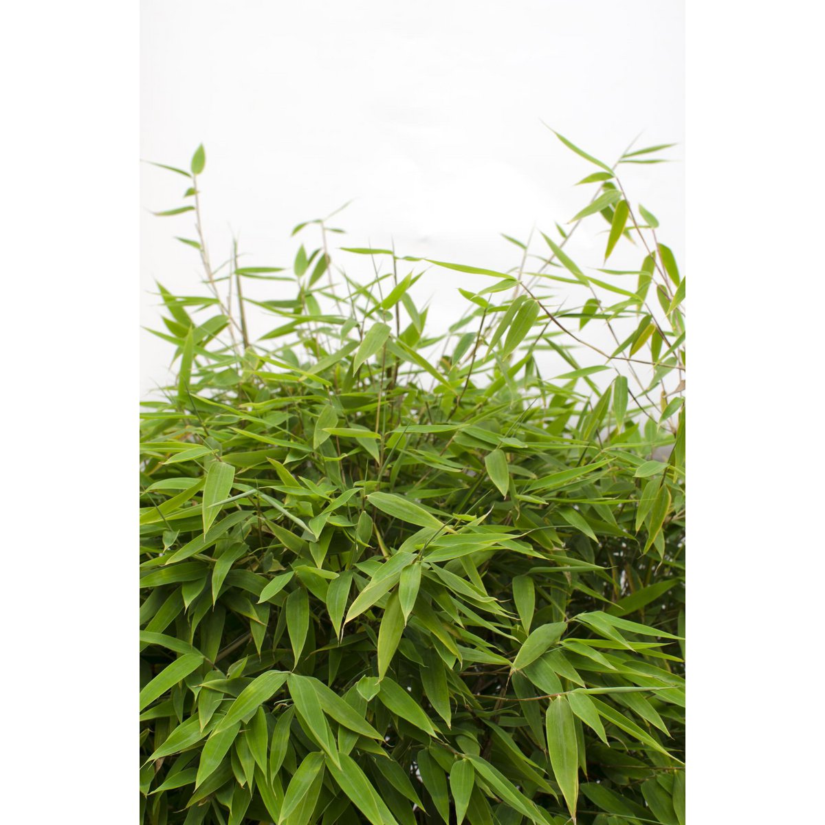 Fargesia 'Moontears'® - taille et forme compacte