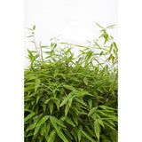 Fargesia 'Moontears'® - taille et forme compacte