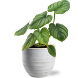 Philodendron Mamei artificiel en pot blanc
