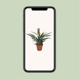 BROMELIA Ananas - Ø12cm - ↕30cm