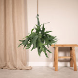Platycerium Staghorn Hang - Fougère staghorn - Ø21cm - ↕50cm