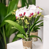 Orchidée Phalaenopsis blanche en pot 9 cm