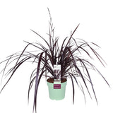 Cordyline X 'Festival® Bourgogne' - Ø23cm - ↕80cm