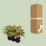 Aglaonema Coco Melon - Ø19cm - ↕60cm