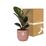 Ficus elastica 'Robusta' en pot rose ELHO Vibes 14 cm