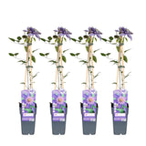 4x - Clematis multi-bleu - ↨65cm - Ø15
