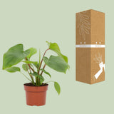 Plante Homalomena Rubescens Maggy verte