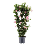 Objet décoratif Mipladenia Sundaville rose