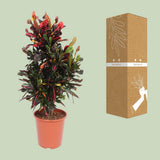 Codiae variriegatum mammi - Ø27cm - ↕100cm