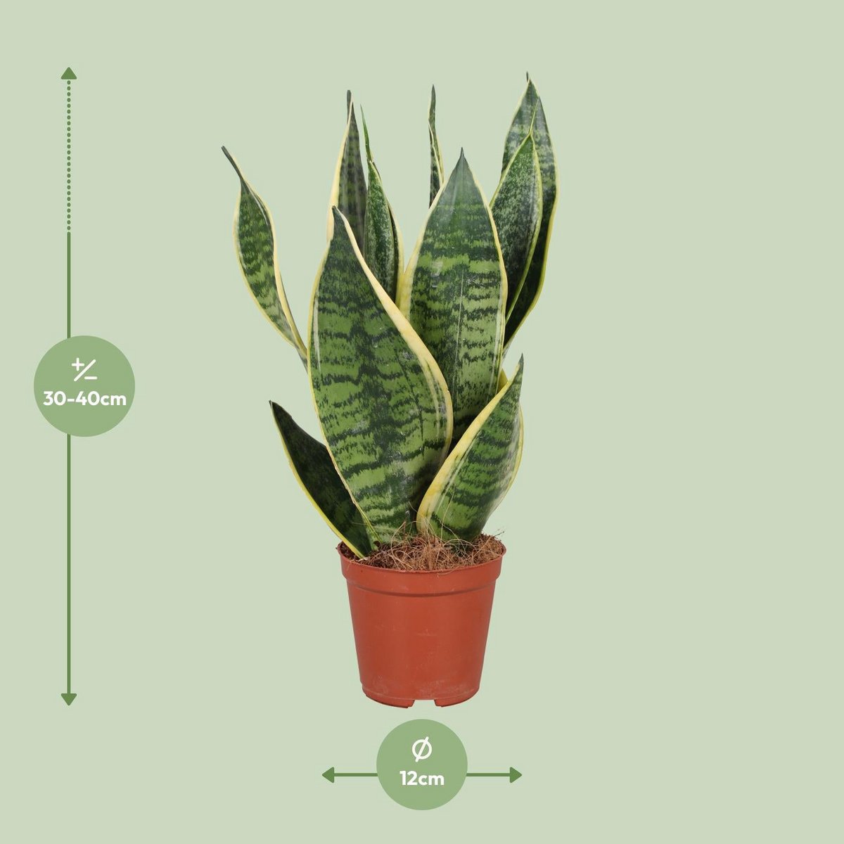 Détail des feuilles de la Sansevieria trifasciata Futura Superba