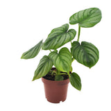 Philodendron Mère - Ø12cm - ↕25cm