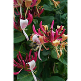 Lonicea périclymenum Cap. Imperial - Ø15cm - ↕65 cm