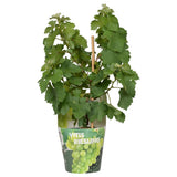 Vitis Pixie Riesling plante décorative en pot plastique recyclé blanc