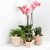 Lot de 4 orchidées Phalaenopsis Pirate Picotee en pot 12 cm