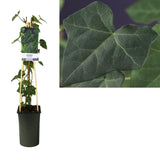 Hedera Irish + Light Light Label - Ø117cm - ↕75cm