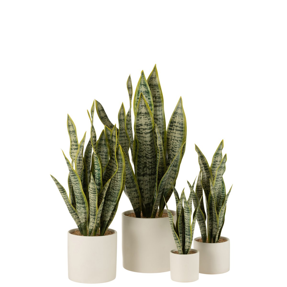Plante J-Line Sansevieria en pot vert, vue de face