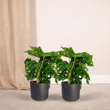 2x Monstera Monkey Leaf - Plante en trou - 30cm - ø12