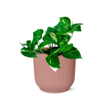 Plante Epipremnum pinnatum orange Ø14 cm
