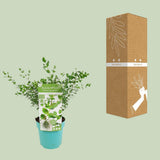 Eucalyptus parvifolia - Ø17cm - ↕30cm