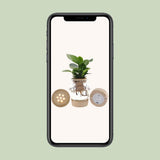 Plante artificielle Clusia en bol en verre vert