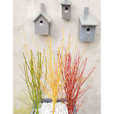 Acer Palmatum passant au vert - Ø13cm - ↕20cm