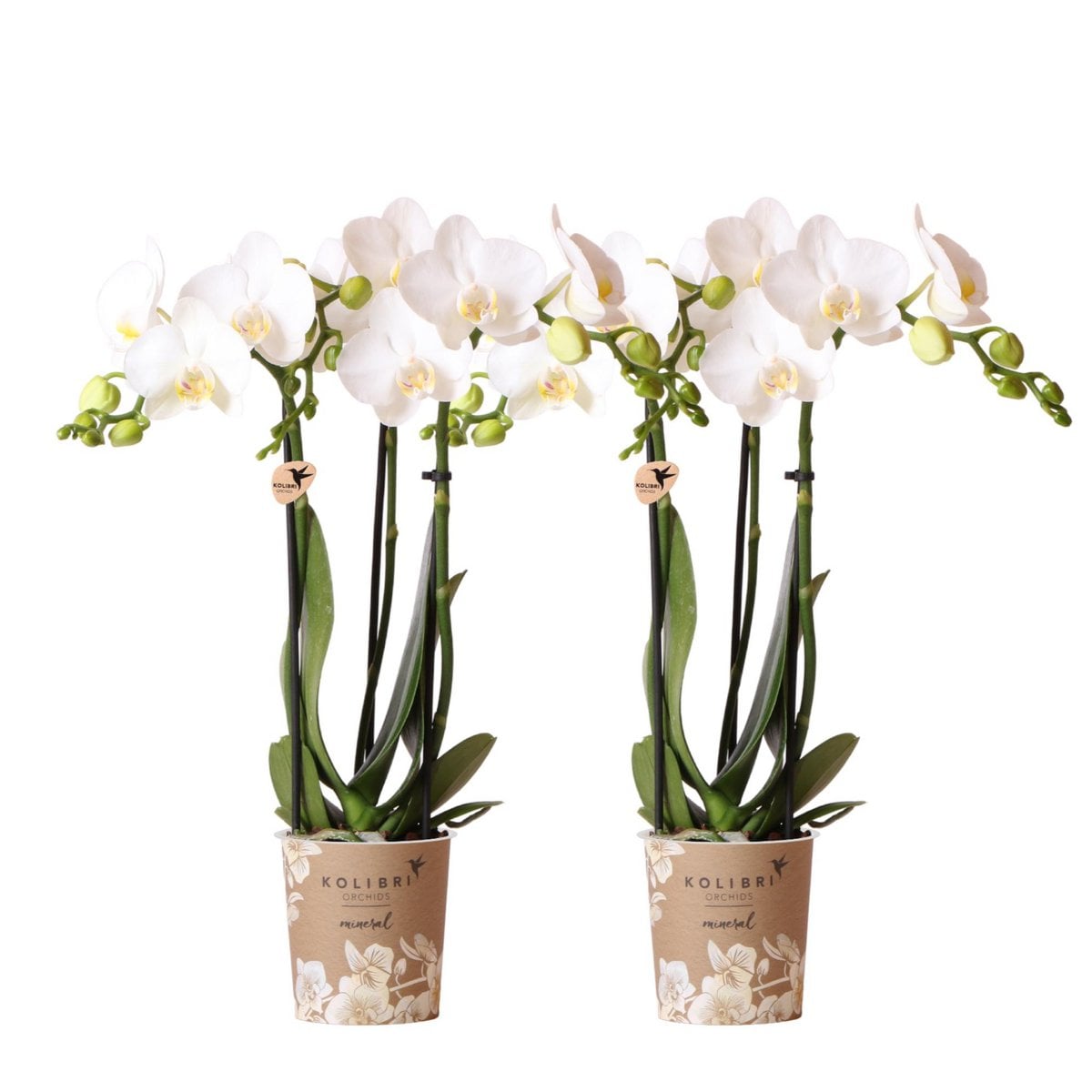 Orchidée Phalaenopsis blanche avec fleurs délicates et feuillage vert