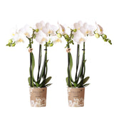Orchidée Phalaenopsis blanche avec fleurs délicates et feuillage vert