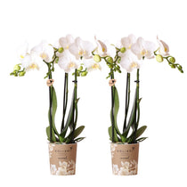 Orchidée Phalaenopsis blanche avec fleurs délicates et feuillage vert
