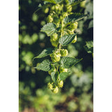 Détail des feuilles de l'Humulus lupulus 'nordbrau'