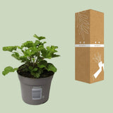 Pelargonium 'Nova' anti-Mosquito - Ø10,5cm - ↕20cm
