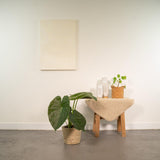 Alocasia wenii Ø19 cm verte