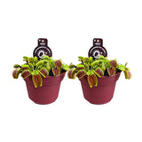 Dionaea Muscipula - 2 pièces - Ø12cm - ↕12cm
