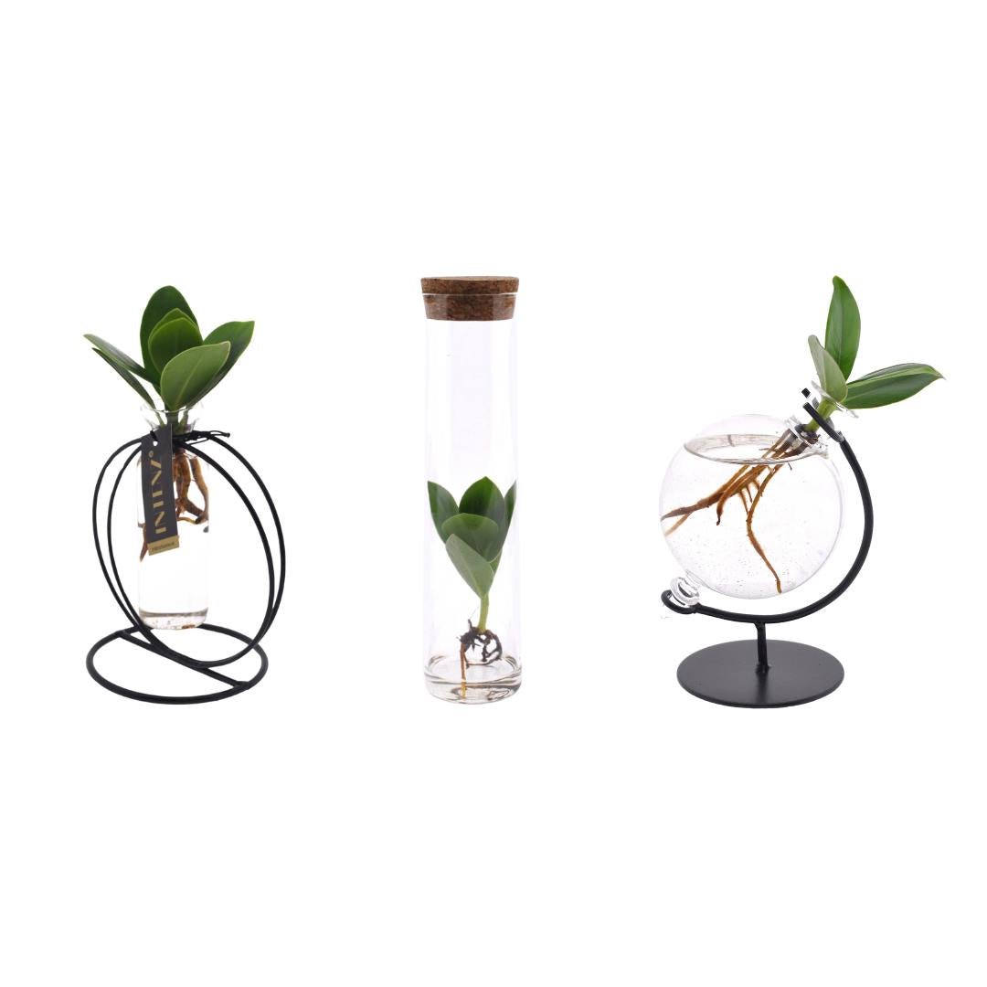 Clusia en verre - Ensemble de 3 pièces - décoration élégante