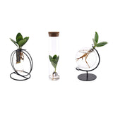 Clusia en verre - Ensemble de 3 pièces - décoration élégante