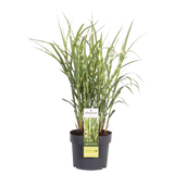 Miscanthus sinensis Strress - Ø 23. - ↕60cm - Ø19 - ↨50cm