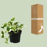 Scindapsus Epipremnum N'Joy décorant un intérieur moderne