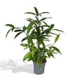 Dracaena Surculosa - Dragonnier - Ø17cm - ↕60cm