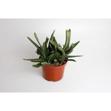 Gasteria Littele Worthy - Ø17cm - ↕30cm