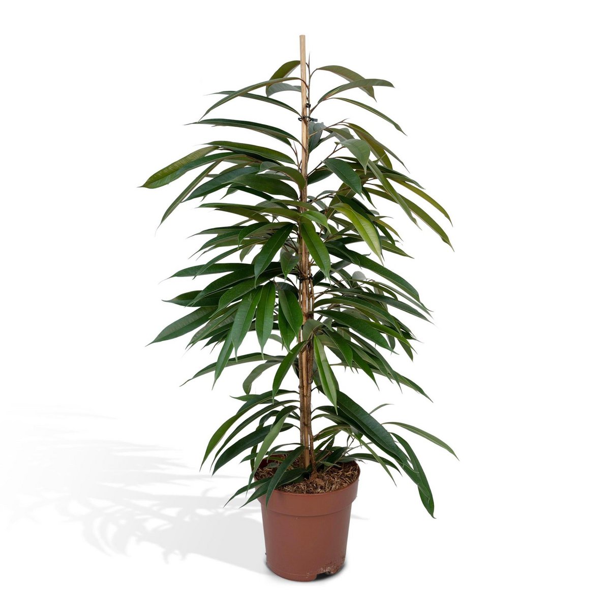 Ficus Amstel King - Plante d'intérieur avec grandes feuilles brillantes