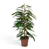 Ficus Amstel King - Plante d'intérieur avec grandes feuilles brillantes
