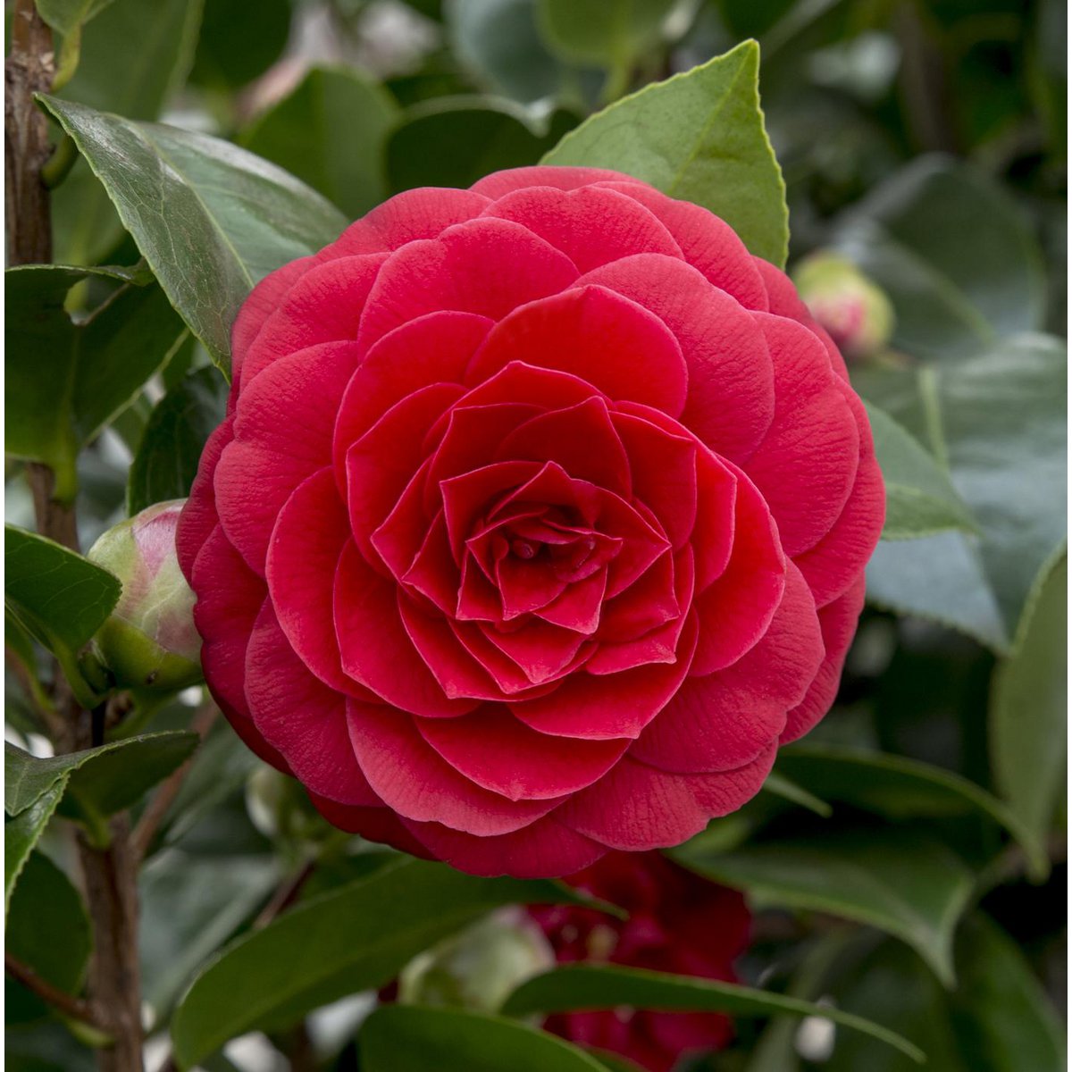 Plante Camellia japonica 'Black Lace' en pot Ø19 cm