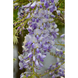 Plante grimpante Wisteria sinensis Caroline bleue Ø15 cm hauteur 65 cm